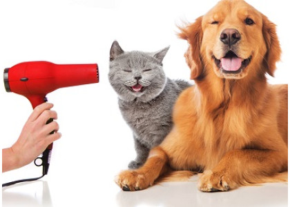 The How To Guide On Pet Health Grooming